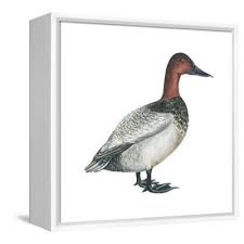 Image result for Aythya valisineria