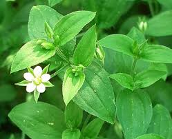 Attēlu rezultāti vaicājumam “Moehringia trinervia”