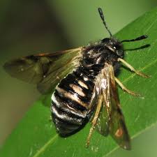 Attēlu rezultāti vaicājumam “Cimbicidae”