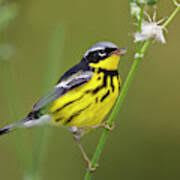 Image result for Dendroica magnolia