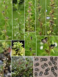 Attēlu rezultāti vaicājumam “Myriosclerotinia scirpicola”