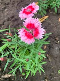 Attēlu rezultāti vaicājumam “Dianthus arenarius bud”