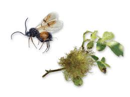 Attēlu rezultāti vaicājumam “Diplolepis eglanteriae”