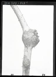 Attēlu rezultāti vaicājumam “Lasioptera rubi”