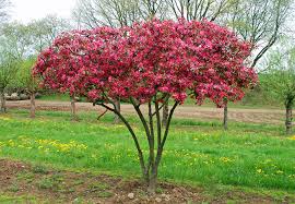 Attēlu rezultāti vaicājumam “Malus”