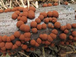 Attēlu rezultāti vaicājumam “Hypoxylon fragiforme / howeianum”