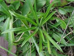 Attēlu rezultāti vaicājumam “Gnaphalium sylvaticum leaf”