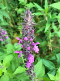 Attēlu rezultāti vaicājumam “Stachys sylvatica bud”