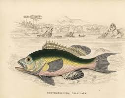 Image result for Centropristis striata
