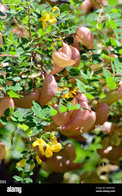 Image result for Colutea x media (arborescens x orientalis)