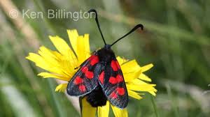 Attēlu rezultāti vaicājumam “Zygaena filipendulae exuvia”