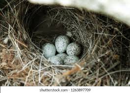 Attēlu rezultāti vaicājumam “Motacilla alba nest”