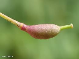 Attēlu rezultāti vaicājumam “Rorippa amphibia”