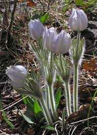 Attēlu rezultāti vaicājumam “Pulsatilla patens bud”