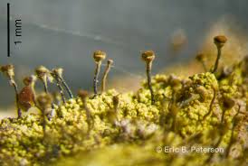 Attēlu rezultāti vaicājumam “Chaenotheca laevigata”