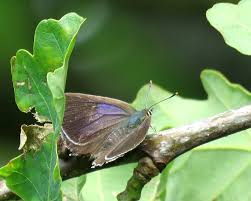 Attēlu rezultāti vaicājumam “Favonius quercus”