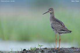 Image result for Tringa erythropus