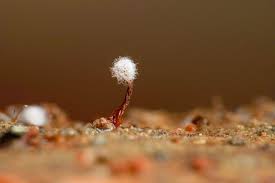 Attēlu rezultāti vaicājumam “Didymium squamulosum macro”