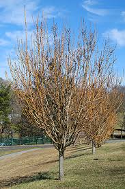 Attēlu rezultāti vaicājumam “Fraxinus excelsior Pendula bud”