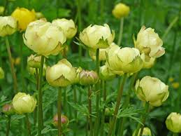 Image result for Trollblume