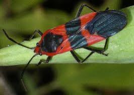 Attēlu rezultāti vaicājumam “Lygaeidae”