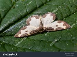 Attēlu rezultāti vaicājumam “Lomaspilis marginata”