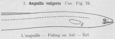 Image result for Anguilla anguilla