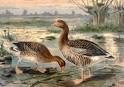 Palaeos Vertebrates Galloanserae: Anatidae