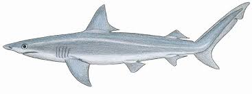 Image result for Carcharhinus isodon