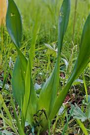 Image result for Herbstzeitlose