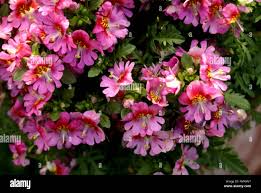 Image result for Schizanthus