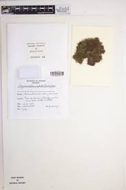 Attēlu rezultāti vaicājumam “Gymnocolea inflata”