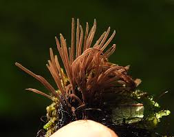 Attēlu rezultāti vaicājumam “Stemonitis pallida var. rubescens stalked”