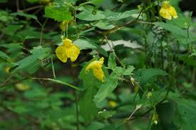 Attēlu rezultāti vaicājumam “Impatiens noli-tangere leaf”