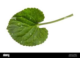 Attēlu rezultāti vaicājumam “Viola uliginosa leaf”