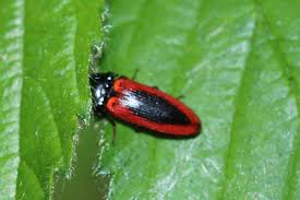 Attēlu rezultāti vaicājumam “Ampedus sanguinolentus”