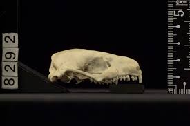 Attēlu rezultāti vaicājumam “Erinaceus sp.”