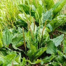 Attēlu rezultāti vaicājumam “Plantago major”