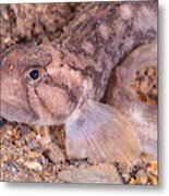 Image result for Zoarces americanus