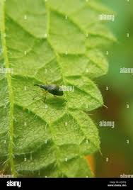 Attēlu rezultāti vaicājumam “Protapion sp.”