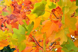 Attēlu rezultāti vaicājumam “Liriodendron tulipifera leaf”