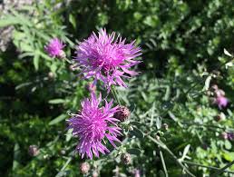 Attēlu rezultāti vaicājumam “Centaurea stoebe bud”