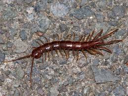 Attēlu rezultāti vaicājumam “Lithobius forficatus”