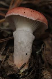 Attēlu rezultāti vaicājumam “Gomphidius roseus”