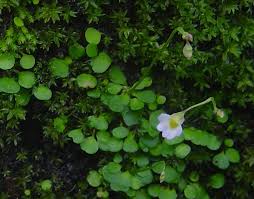 Attēlu rezultāti vaicājumam “Utricularia minor leaf”