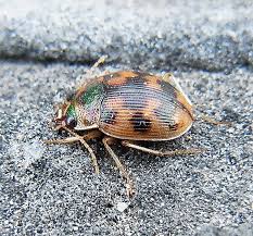 Attēlu rezultāti vaicājumam “Omophron limbatum”