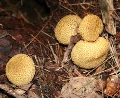 Attēlu rezultāti vaicājumam “Scleroderma citrinum”