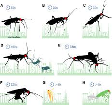 Attēlu rezultāti vaicājumam “Dicyphus nymph”