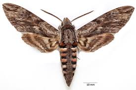 Attēlu rezultāti vaicājumam “Agrius convolvuli”