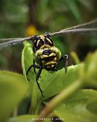 Attēlu rezultāti vaicājumam “Gomphidae”